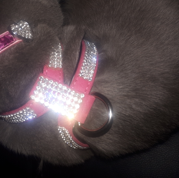 Cat/dog halter/leash - Picture 8 of 13